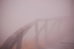 雾里景色四.jpg