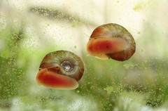 水面上的蜗牛 3.jpg