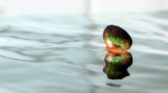 水面上的蜗牛 6.jpg