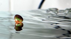 水面上的蜗牛 7.jpg